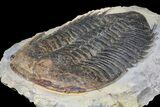 Homalonotid (Iberocoryphe?) Trilobite - Very Rare! #125123-2